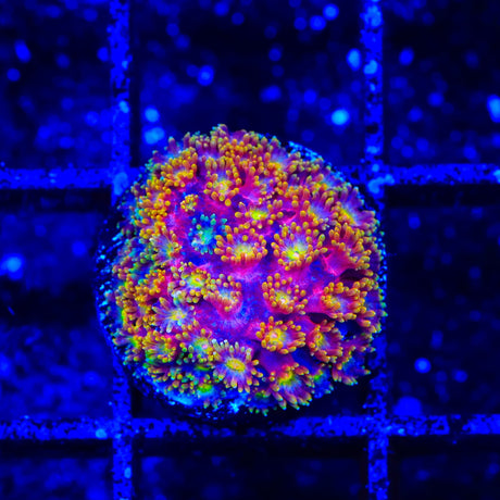 TSA Fantasia Goniopora Coral