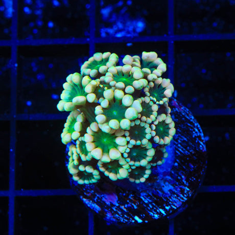 TSA Fantasy League Alveopora Coral