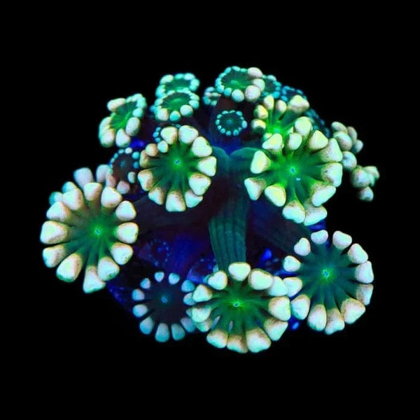 TSA Fantasy League Alveopora Coral
