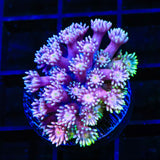 TSA Fantasy World Goniopora Coral