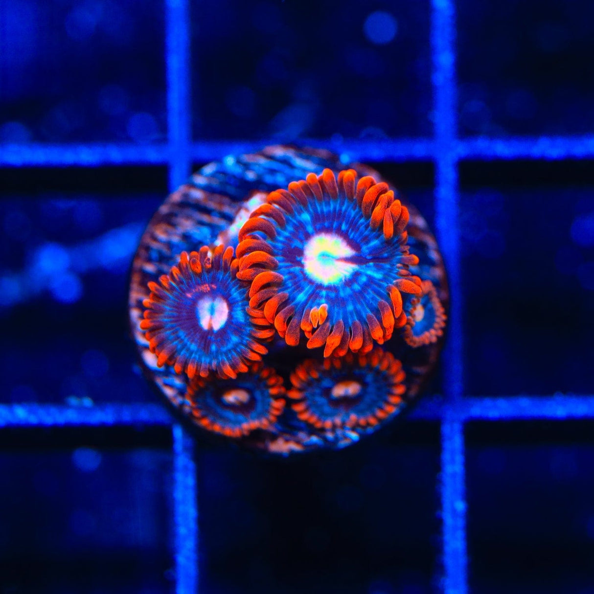 TSA Fire and Ice Zoanthids Coral