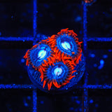 TSA Fire and Ice Zoanthids Coral