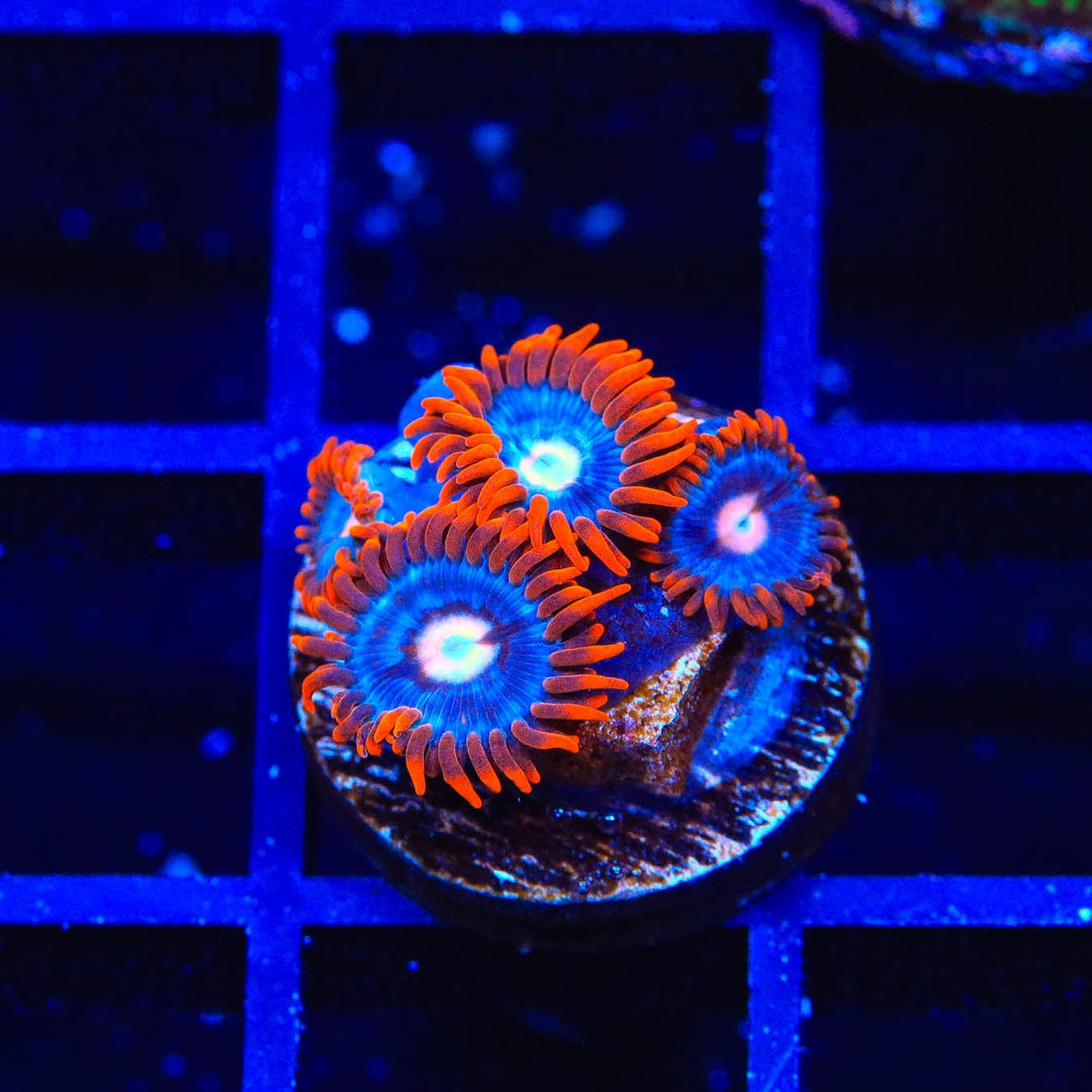TSA Fire and Ice Zoanthids Coral