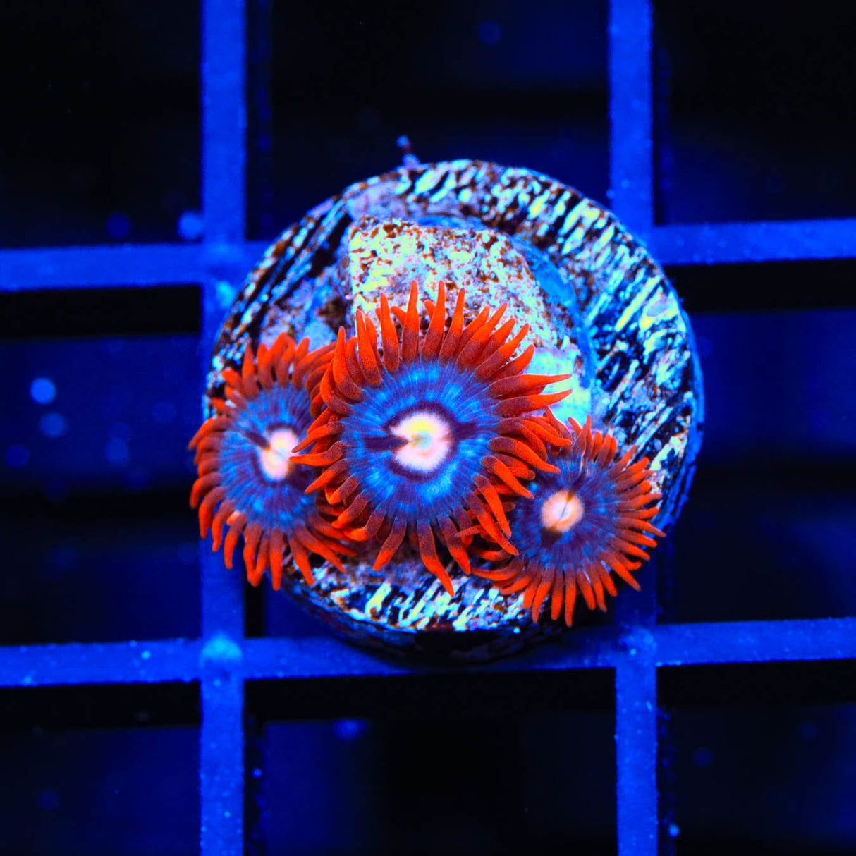 TSA Fire and Ice Zoanthids Coral