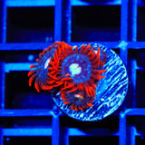 TSA Fire and Ice Zoanthids Coral