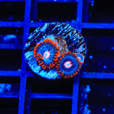 TSA Fire and Ice Zoanthids Coral