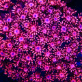TSA Fire Dancer Goniopora Coral