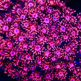 TSA Fire Dancer Goniopora Coral