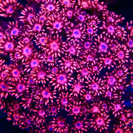 TSA Fire Dancer Goniopora Coral