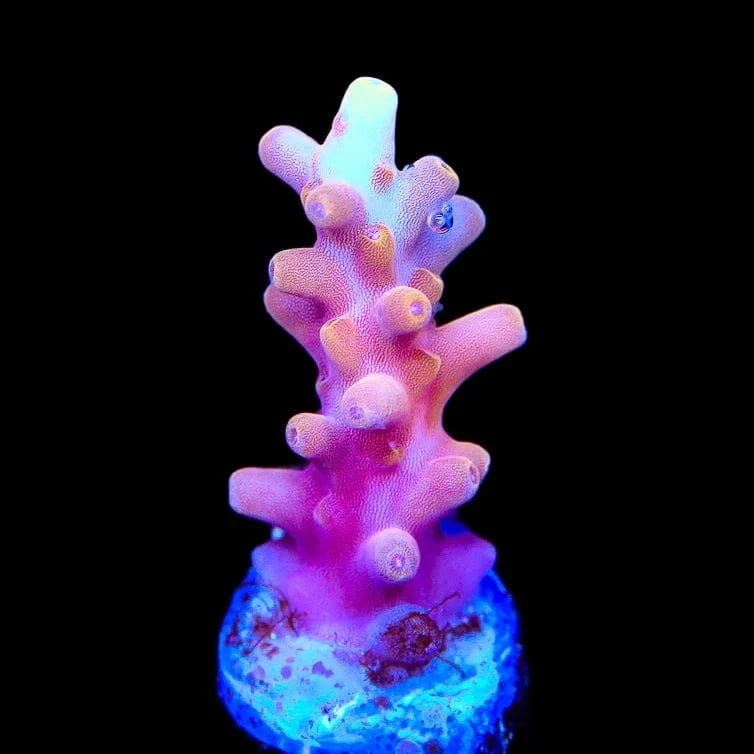 TSA Fire Dragon Acropora Coral