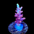 TSA Fire Dragon Acropora Coral