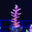 TSA Fire Dragon Acropora Coral