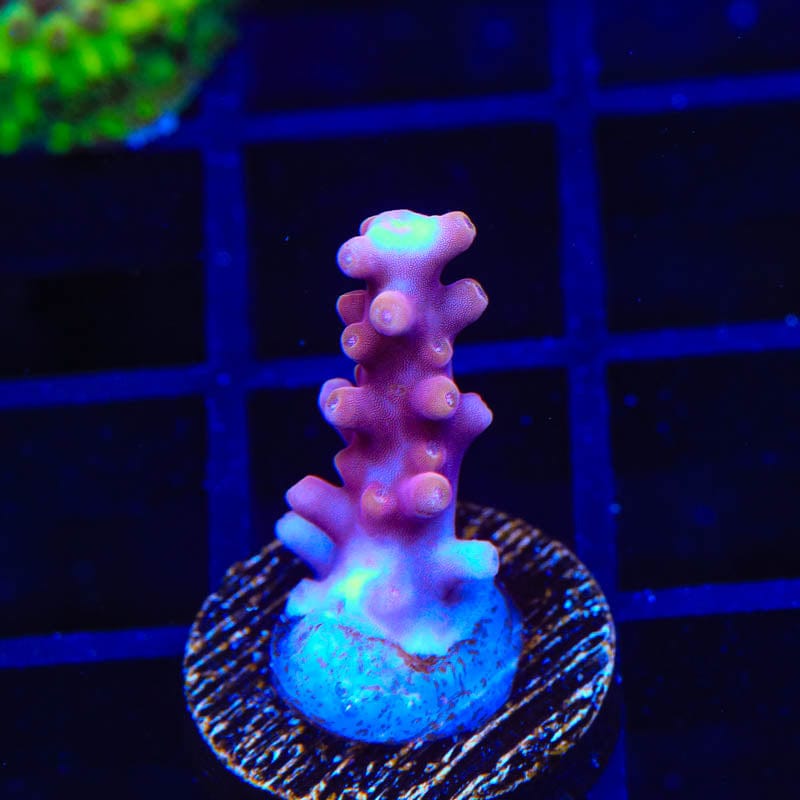 TSA Fire Dragon Acropora Coral