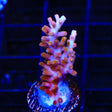 TSA Fire Dragon Acropora Coral