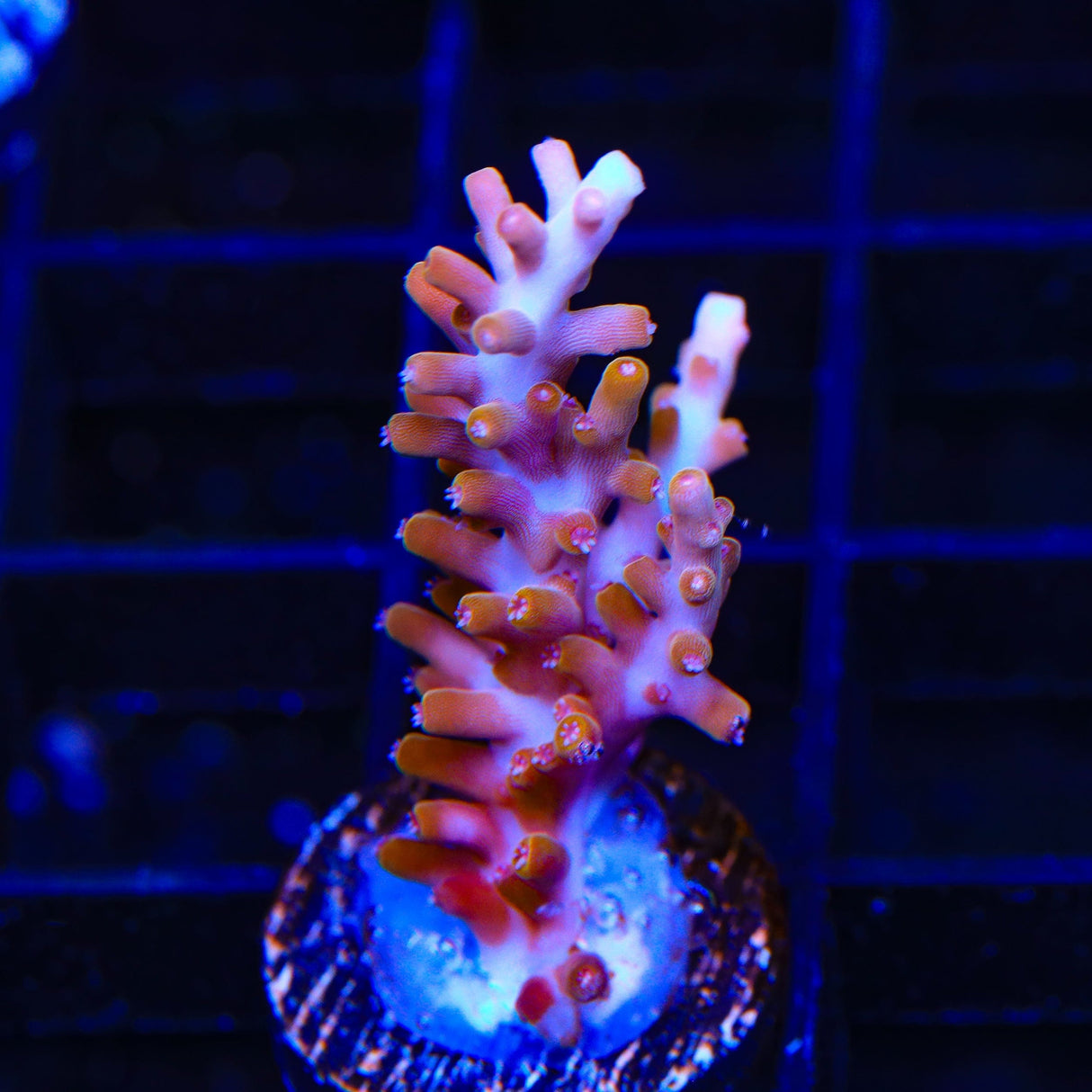 TSA Fire Dragon Acropora Coral