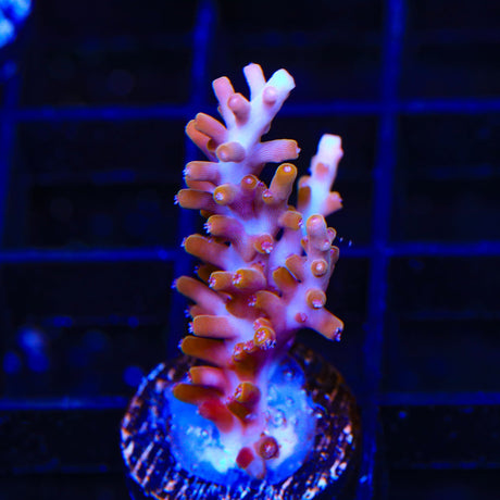 TSA Fire Dragon Acropora Coral
