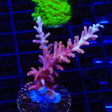 TSA Fire Dragon Acropora Coral