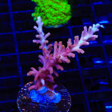 TSA Fire Dragon Acropora Coral