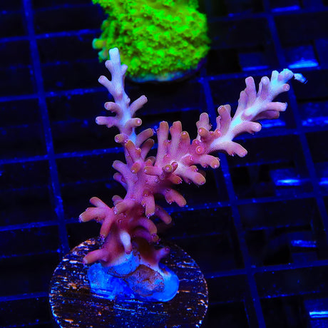 TSA Fire Dragon Acropora Coral