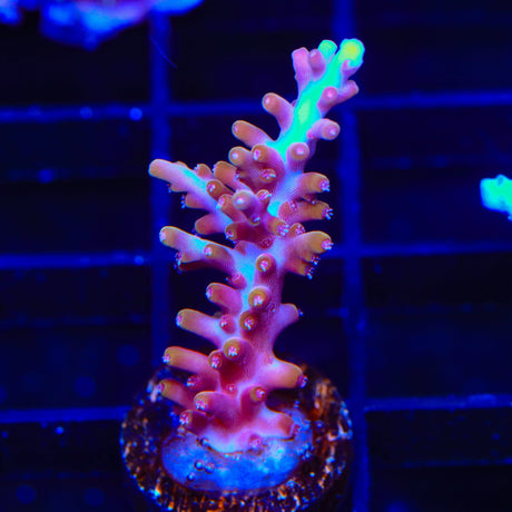 TSA Fire Dragon Acropora Coral