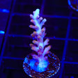 TSA Fire Dragon Acropora Coral