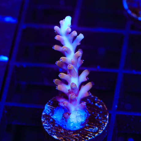 TSA Fire Dragon Acropora Coral