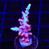 TSA Fire Dragon Acropora Coral