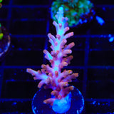 TSA Fire Dragon Acropora Coral