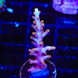 TSA Fire Dragon Acropora Coral