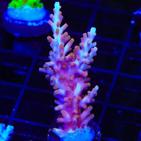TSA Fire Dragon Acropora Coral