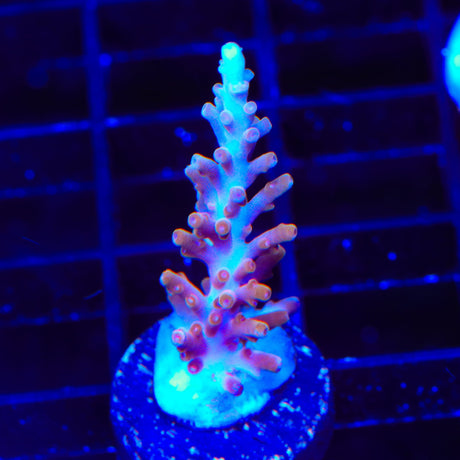 TSA Fire Dragon Acropora Coral