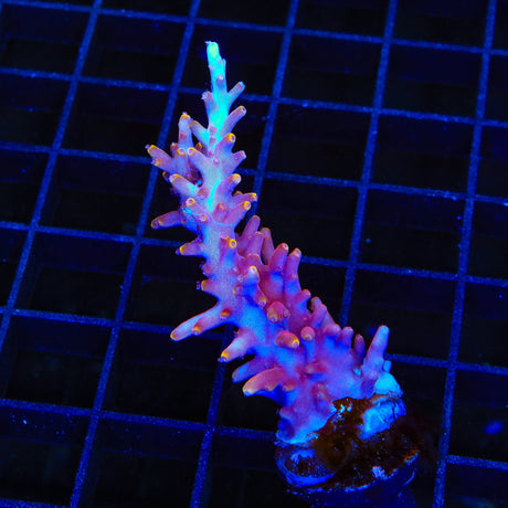 TSA Fire Dragon Acropora XL Frag Coral