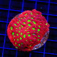 TSA Fire Favia Colony Coral