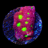 TSA Fire Favia Coral