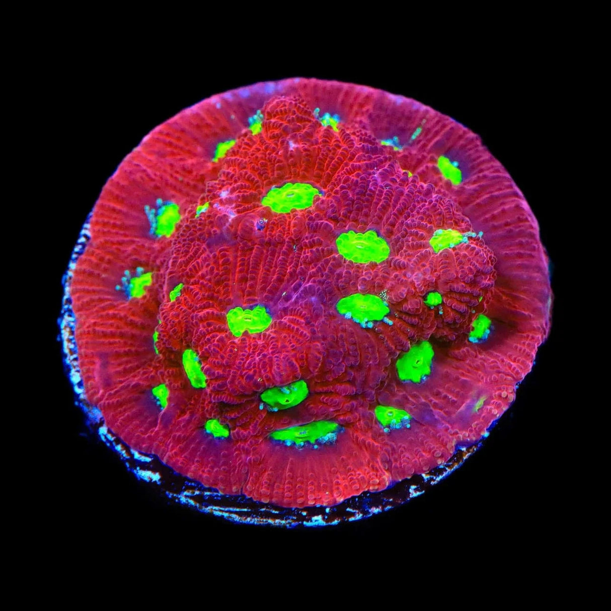 TSA Fire Favia Coral