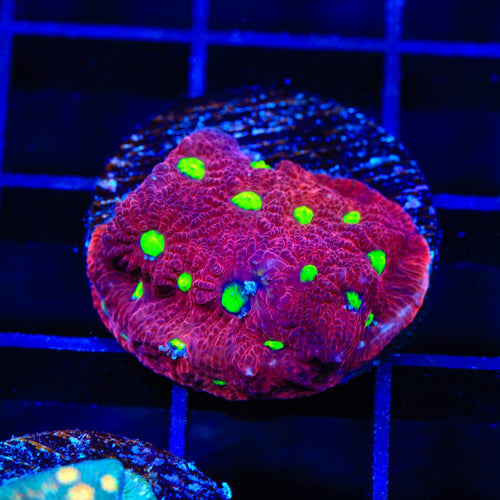 TSA Fire Favia Coral
