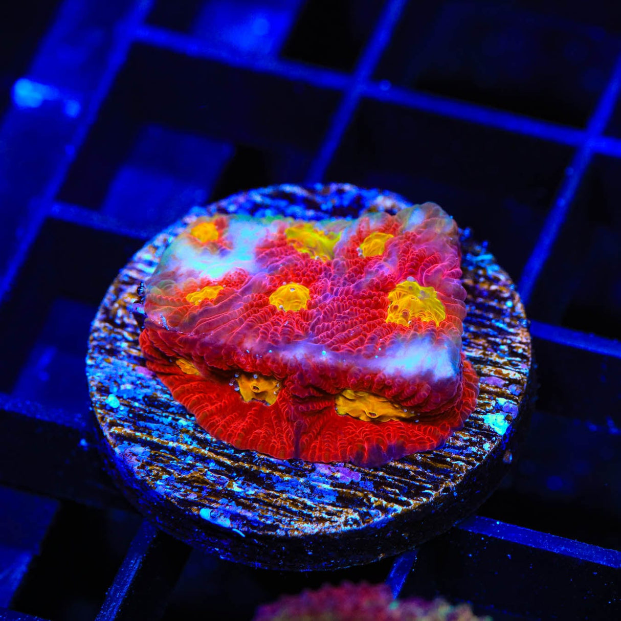 TSA Fire Favia Coral