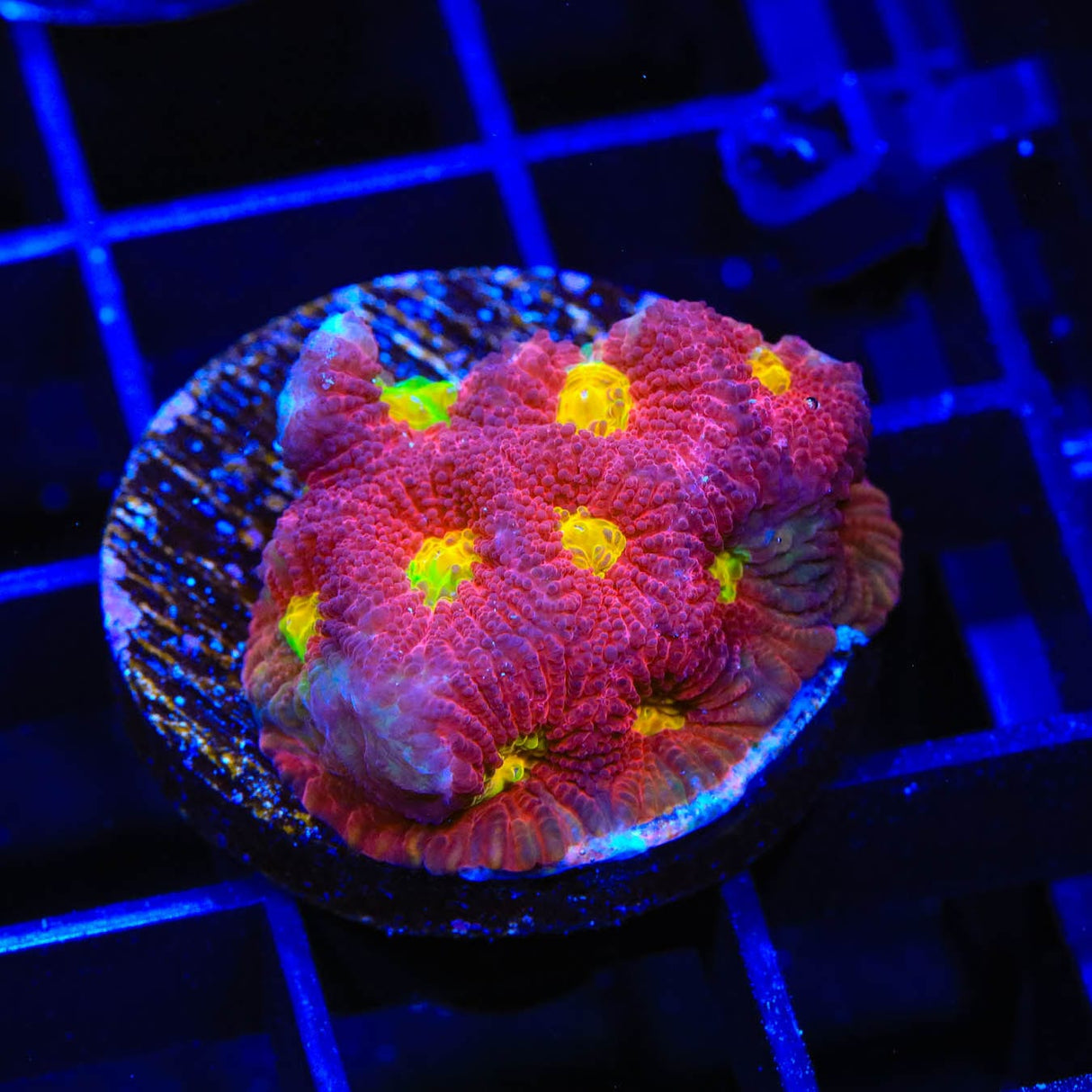 TSA Fire Favia Coral