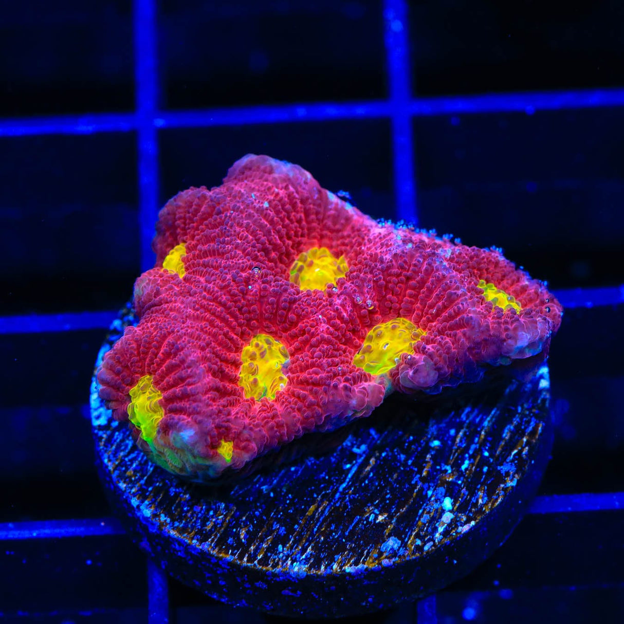 TSA Fire Favia Coral