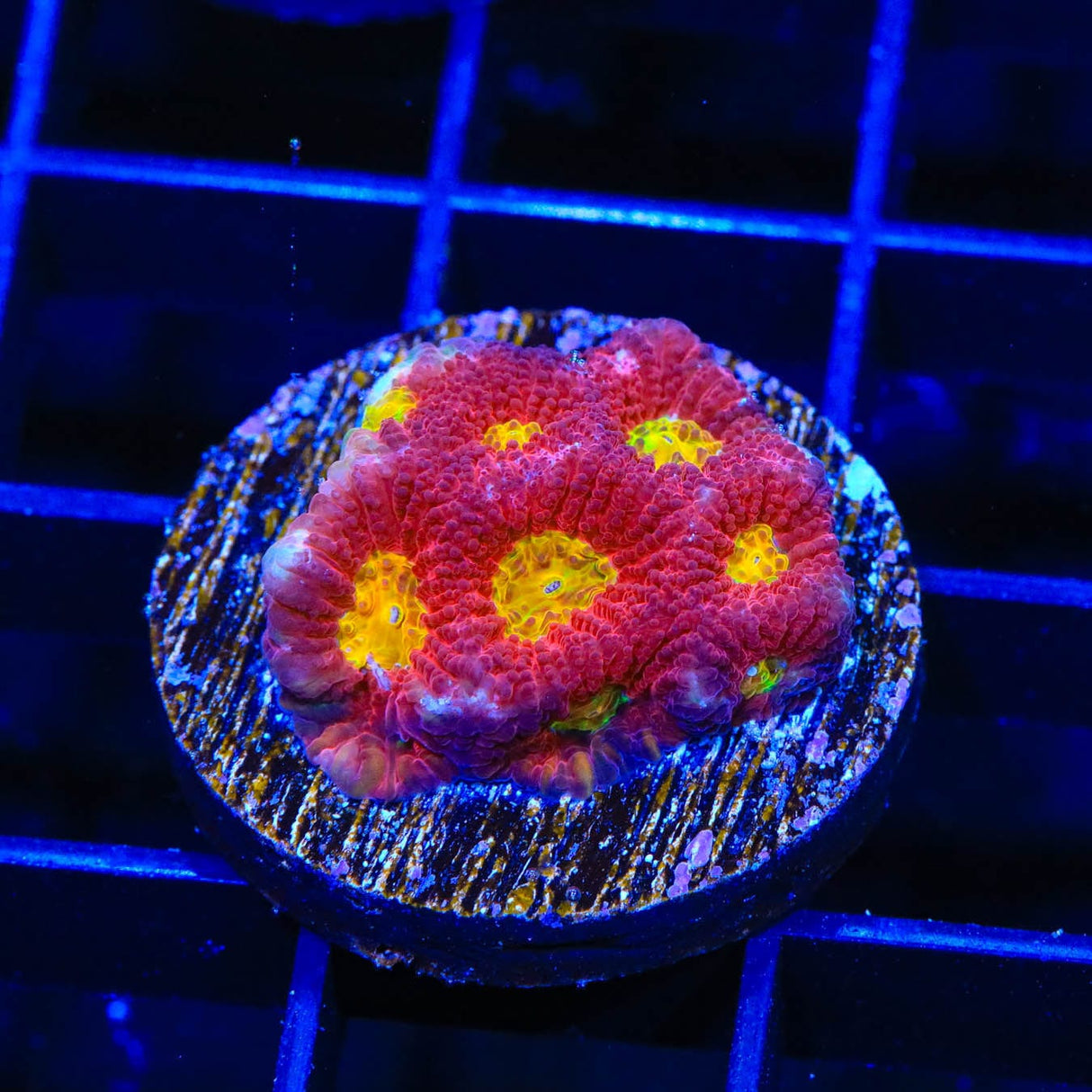 TSA Fire Favia Coral
