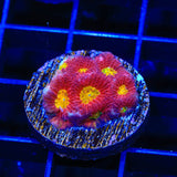 TSA Fire Favia Coral