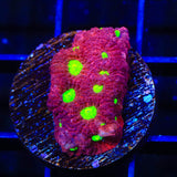 TSA Fire Favia Coral