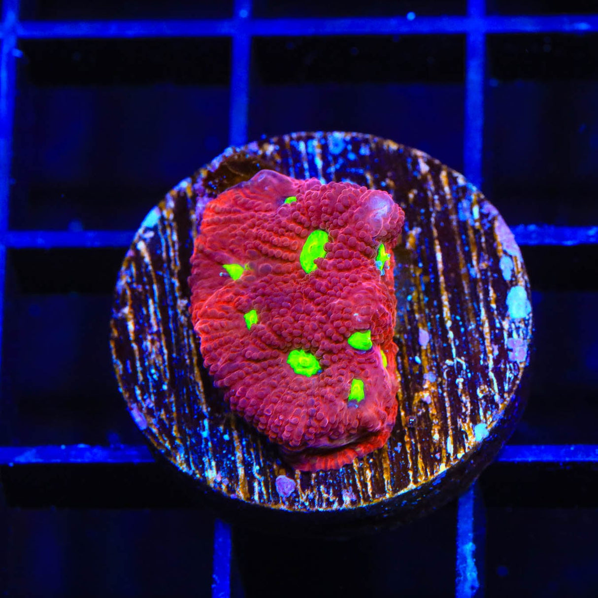 TSA Fire Favia Coral