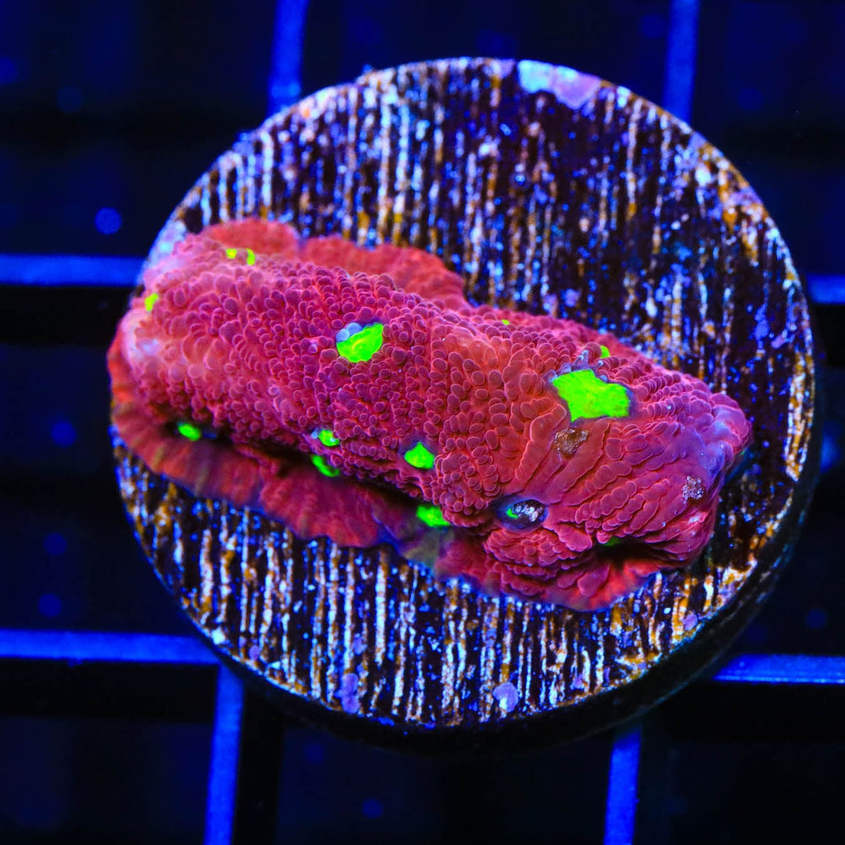 TSA Fire Favia Coral