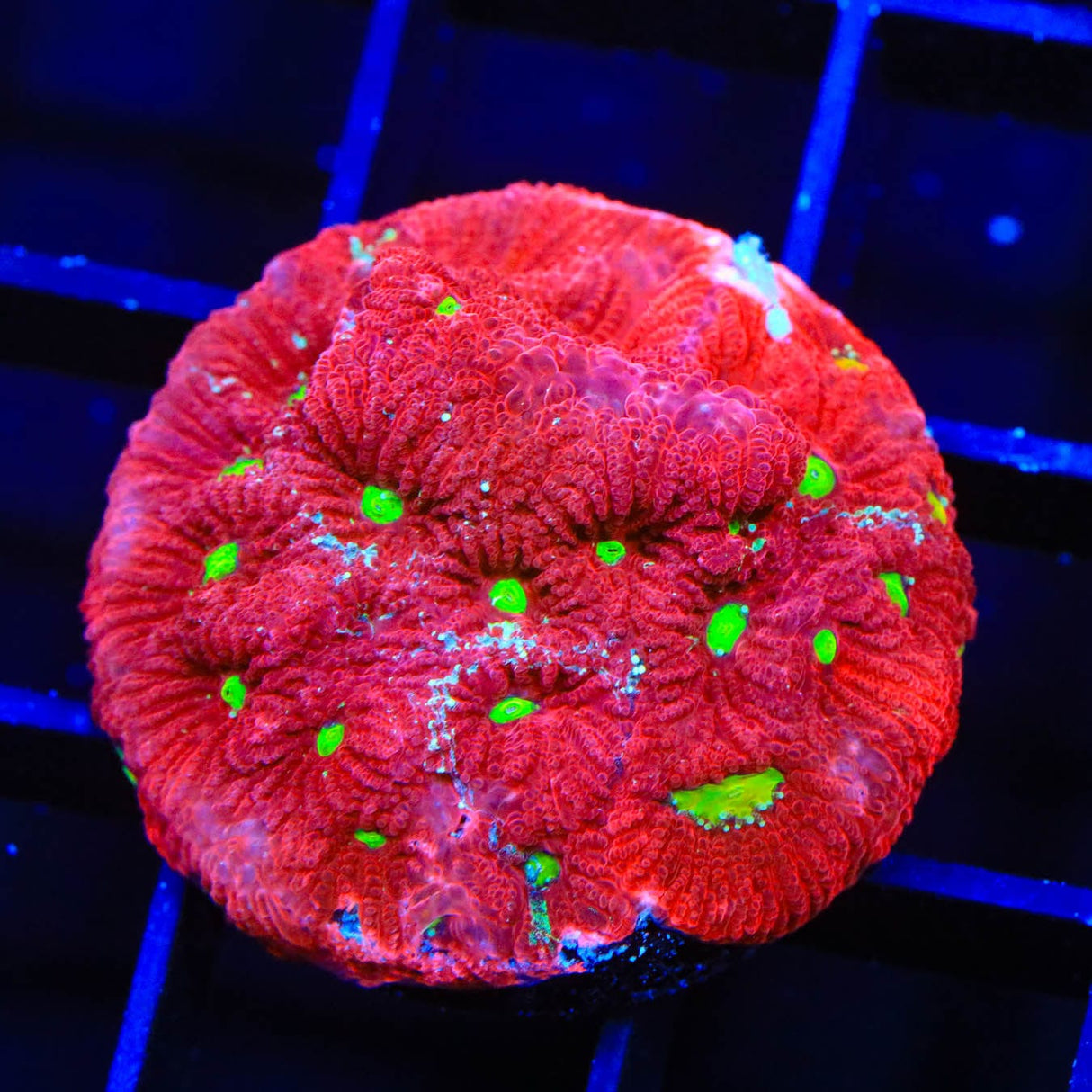 TSA Fire Favia Coral