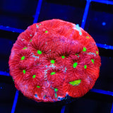 TSA Fire Favia Coral