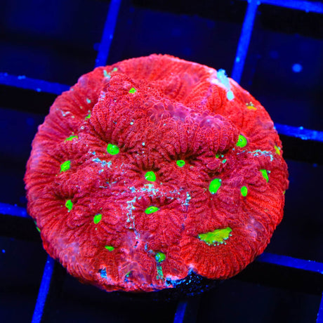 TSA Fire Favia Coral