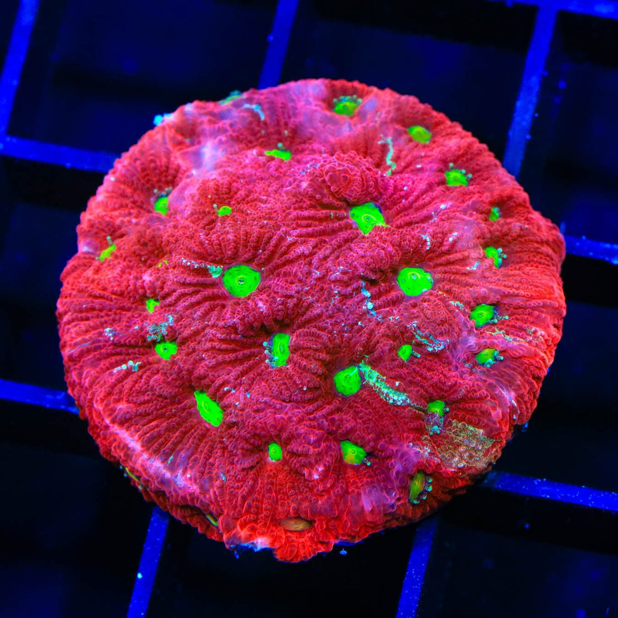 TSA Fire Favia Coral