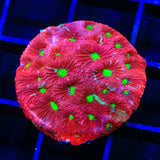 TSA Fire Favia Coral