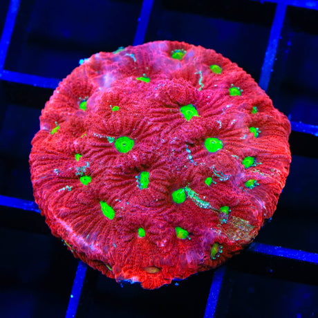 TSA Fire Favia Coral